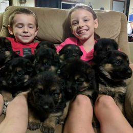 German Shepherd Puppies from Von Hartwin Kennels
