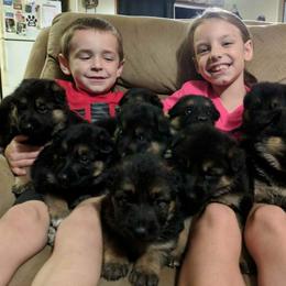 German Shepherd Puppies from Von Hartwin Kennels