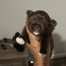 Male 1 - Chocolate male Shih Tzu puppy in Kissimmee, Florida from Bebe AKC Puppies