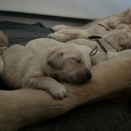 Red Boy - Golden male Golden Retriever puppy in Amissville, Virginia from Houston’s Golden Haven