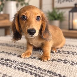 Linus - Dapple male Dachshund puppy in Gilbertsville, Kentucky from DeLaunes Dachshunds