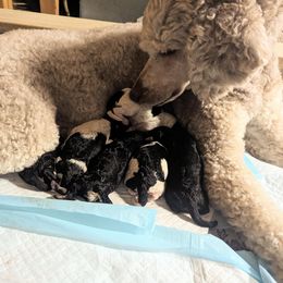 Poodle Puppies from New Hope Standard Poodles