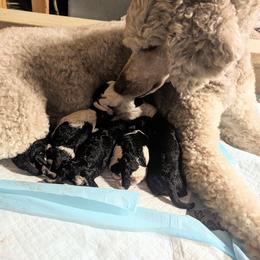 Poodle Puppies from New Hope Standard Poodles