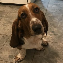 Basset Hounds and Chihuahuas from LaythStone