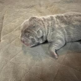 Boy 2 - Blue male Chinese Shar-Pei puppy in Lenoir, North Carolina from Peitato Chips