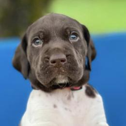 German Shorthaired Pointers from Boonies Farms