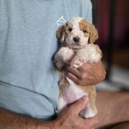 Nancy - female Australian Mountain Doodle puppy in Broken Arrow, Oklahoma from Tulsa Australian Moutain Doodles