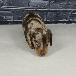 M1 - Chocolate and tan male Dachshund puppy in Brunswick, Georgia from Newbern's Nuggets
