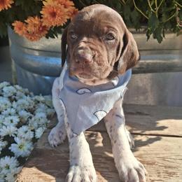 Silver Girl - Liver and white female German Shorthaired Pointer puppy in Potosi, Wisconsin from Point and Flush Gun Dogs