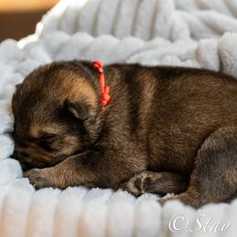 P'Red Male 2 - Sable male German Shepherd puppy in Alum Creek, West Virginia from Stay Wild K9