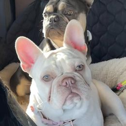 French Bulldogs from G.O.A.T Frenchies