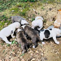 American Bully Puppies from Bolt Action Kennel