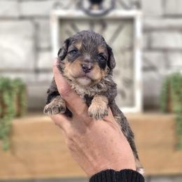 Jack - Blue merle male Bernedoodle puppy in Dothan, Alabama from Farquharson's Poodles&Doodles