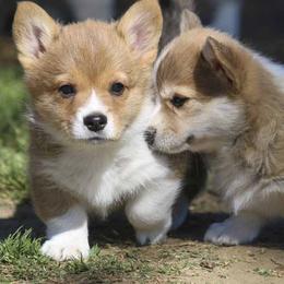 Pembroke Welsh Corgi Puppies from Rees Corgis