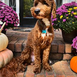 Tucker - Australian Labradoodle