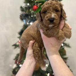 Holly - Red  female Goldendoodle puppy in Indianapolis, Indiana from Indy Doodle Co.