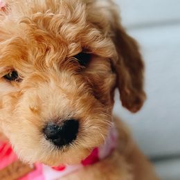 Girl 1 - Apricot Goldendoodle puppy in Omaha, Nebraska from The Rallo Farmhouse