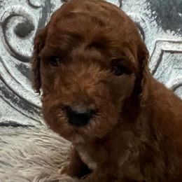 Boy 2 - Poodle puppy in Oxford, Alabama from Posh Poodles Alabama
