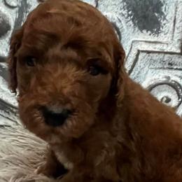 Boy 2 - Poodle puppy in Oxford, Alabama from Posh Poodles Alabama