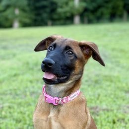 Medusa - Fawn female Belgian Malinois puppy in Signal Mountain, Tennessee from Torgun Police Dogs