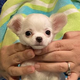 Chihuahua Puppies from TipTop Chihuahuas