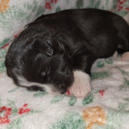 Luna - Black and white female Border Collie puppy in Watsontown, Pennsylvania from Kate Gresham