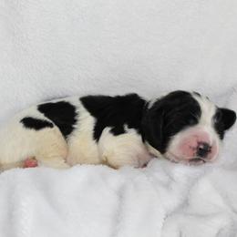 Cedar - Black and white male English Springer Spaniel puppy in Lexington, South Carolina from House Tiner Springers