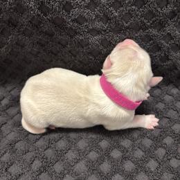 Pink Collar - Gold female Border Collie puppy in Gadsden, Alabama from Collie Wood Hills