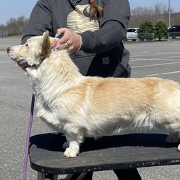 Peaches - Cardigan Welsh Corgi