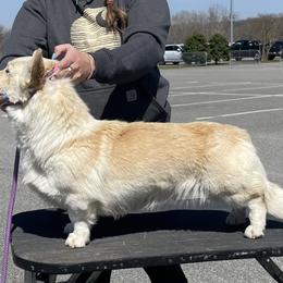 Peaches - Cardigan Welsh Corgi