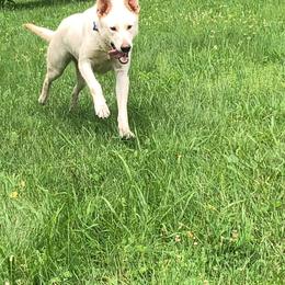 Adah - German Shepherd