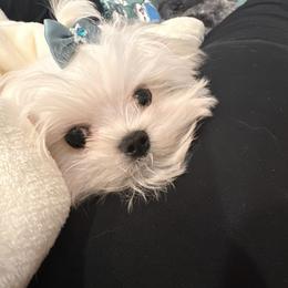 Maltese Puppies from Made to Love Maltese LLC