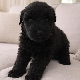 Female 3 - Black female Giant Schnauzer puppy in Mcneal, Arizona from Olympian Giant Schnauzers and Westie’s!