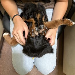 Bernedoodle Puppies from Doodle Dealers
