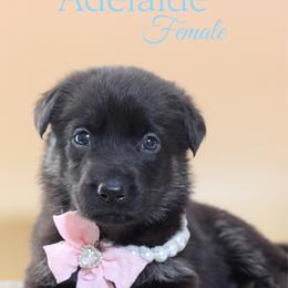 Adelaide - Black and cream female German Shepherd puppy in De Land, Florida from 3B’s Animal Artistry