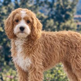 Stanley - Cavapoo