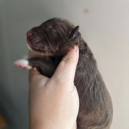 Red boy - Red and white male Siberian Husky puppy in East Otto, New York from Howling Huskies