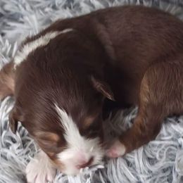 CKC Annika - Australian Shepherd puppy from Ashe's Aussies