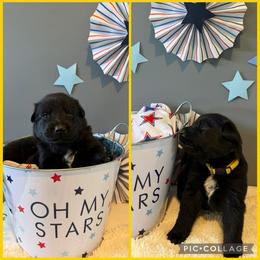 Yellow K von Charry - Black female German Shepherd puppy in Midway, Kentucky from Von Charry German Shepherd’s