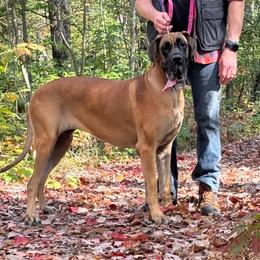 Zosia - Fawn female Great Dane puppy in Cadillac, Michigan from Garrow Danes House of Blues