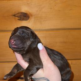 Sofia - Liver female German Shepherd puppy in Fort Jennings, Ohio from Von Holtzapple German shepherds