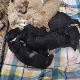 Cavapoo and Cockapoo Puppies from Happy Doodles- Cockapoo and Cavapoo puppies