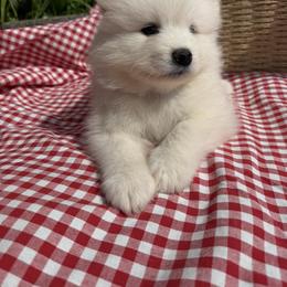 Girl 2 Lavender collar - White female Samoyed puppy in Glasgow, Kentucky from Bluegrass Samoyeds
