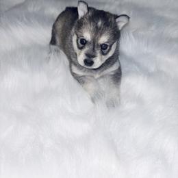 Belle - Tri-color female Pomsky puppy in Burton, Michigan from Snow Shark Pomskys