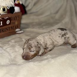 Snickers - Dapple male Dachshund puppy in Corona, California from Over The Moon Dachshunds