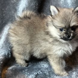 Pomeranian and Pomsky Puppies from Stonehill Breeders