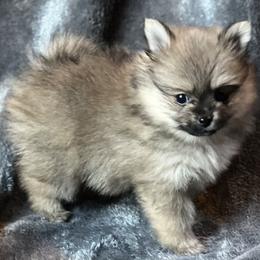 Pomeranian and Pomsky Puppies from Stonehill Breeders
