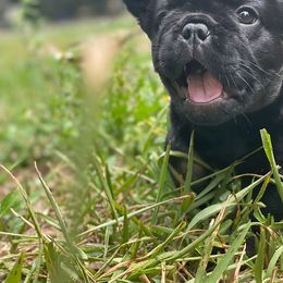 French Bulldog Puppies from Just Us Frenchies