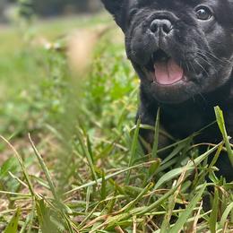 French Bulldog Puppies from Just Us Frenchies