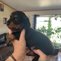 Black and Tan Female 2 - Black and tan female Dachshund puppy in Delta, Colorado from Rose's Dachshunds